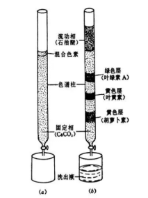 植物葉色素分離實驗